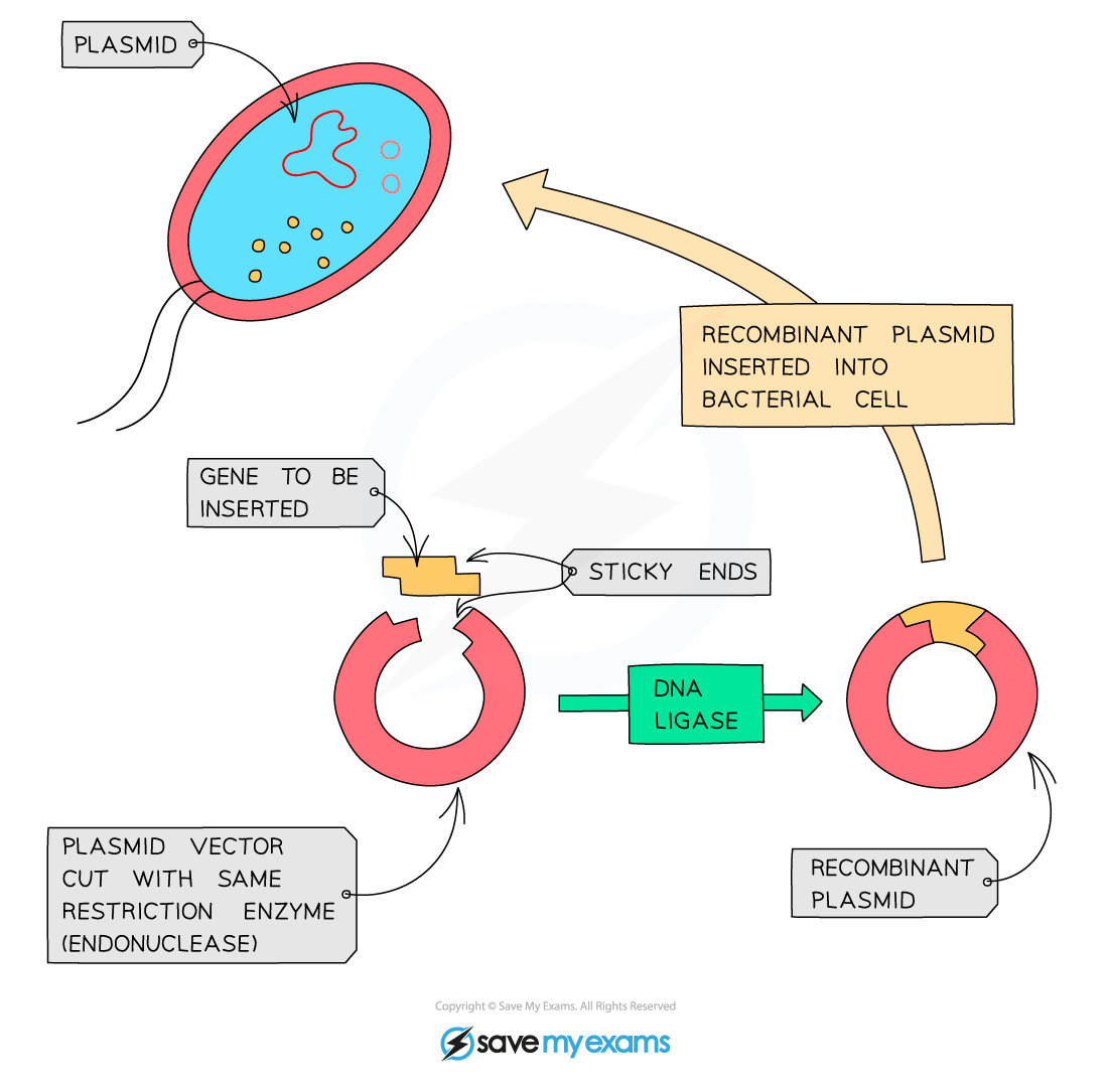 Recombinant plasmids, IGCSE & GCSE Biology revision notes