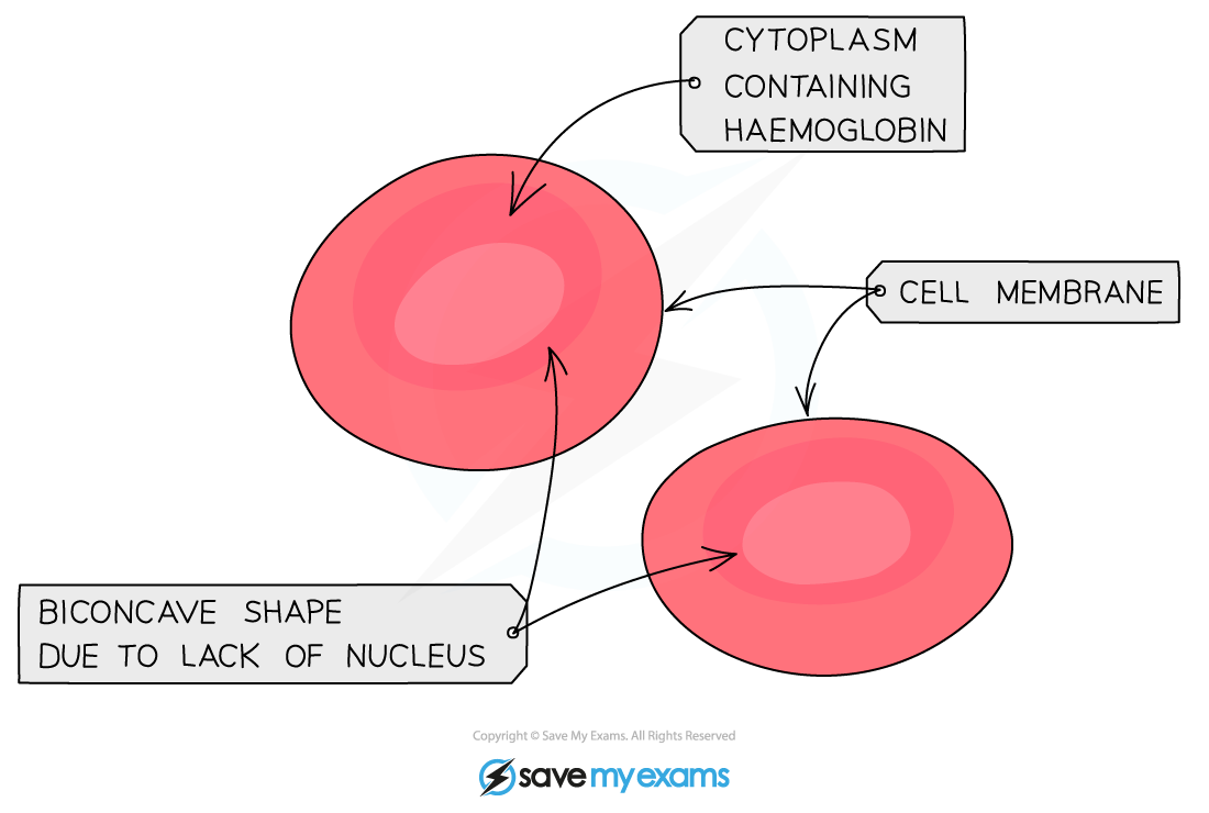 Red Blood Cells