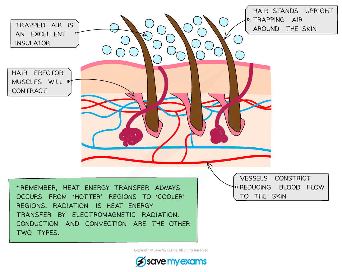 Responses in skin when cold, IGCSE & GCSE Biology revision notes