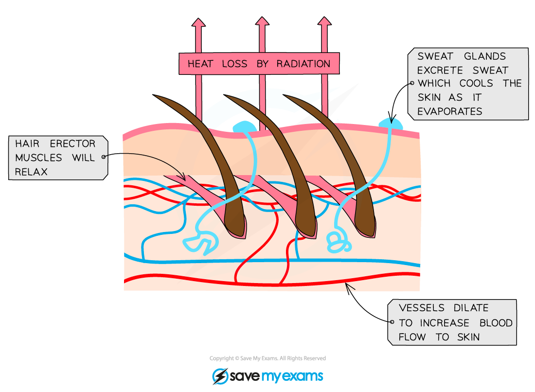 Responses in the skin when hot, IGCSE & GCSE Biology revision notes