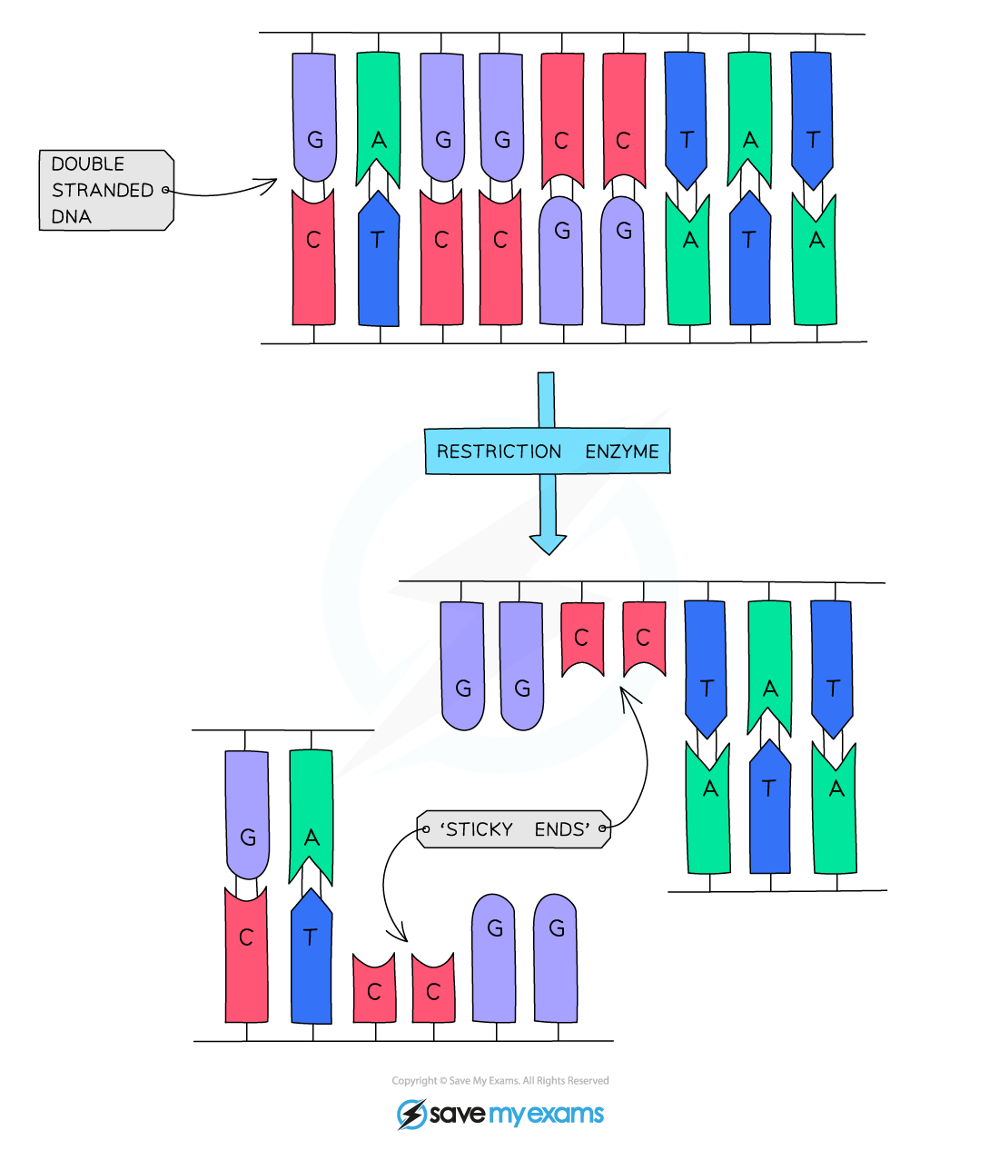 Restriction enzymes, IGCSE & GCSE Biology revision notes