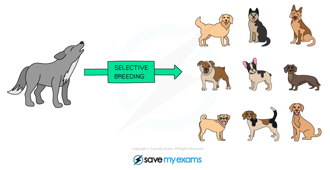 Selective breeding dogs