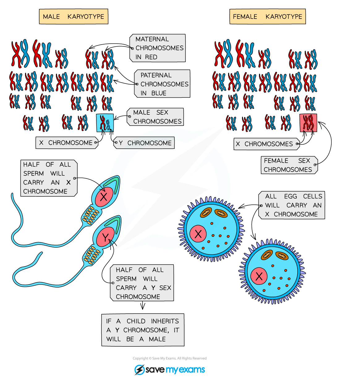 Sex chromosomes