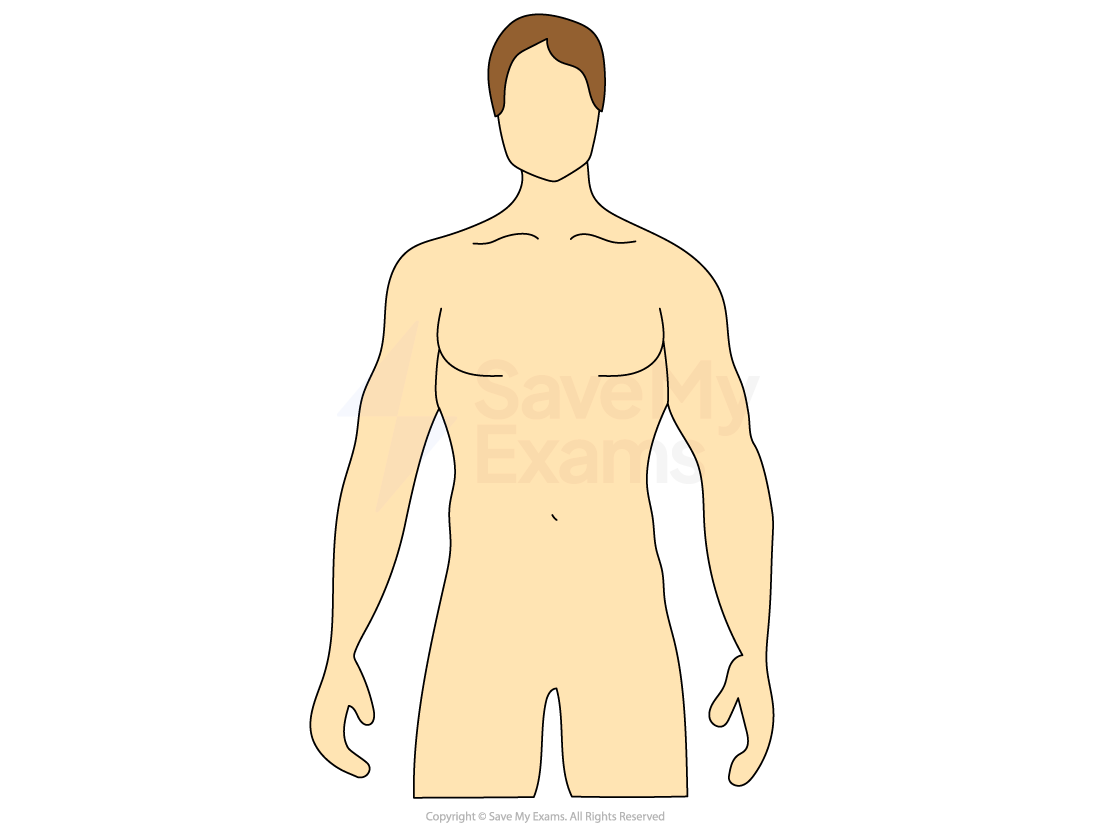 Male secondary sexual characteristics