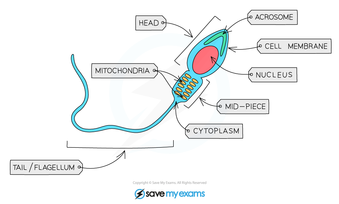Sperm Cell
