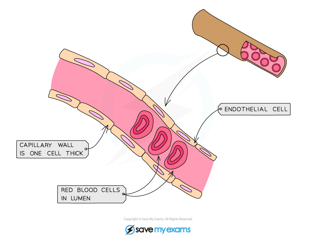 Structure of a capillary