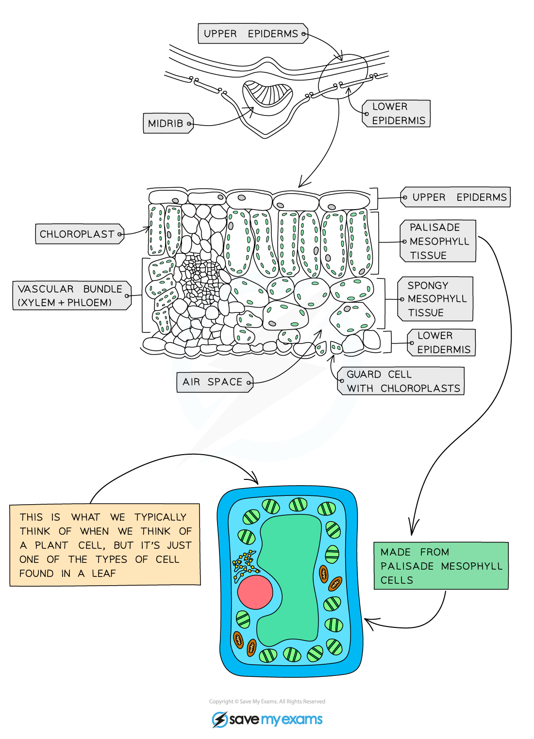 Structure of a leaf