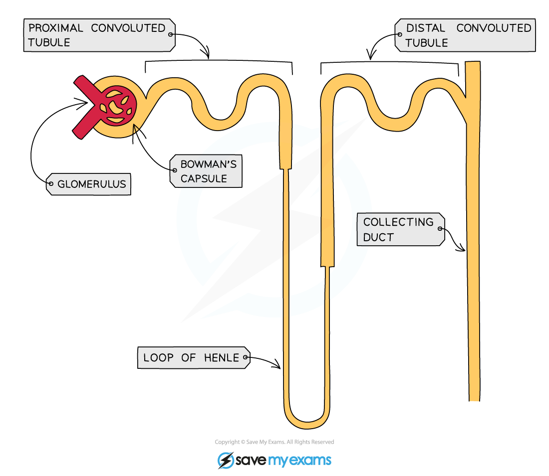 Structure of a nephron, IGCSE & GCSE Chemistry revision notes