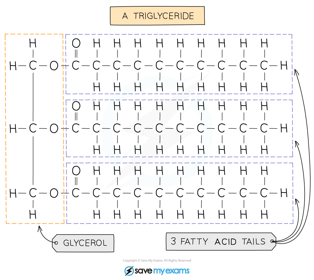Structure of a triglyceride