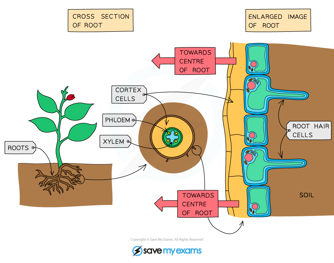 Structure of the root, IGCSE & GCSE Biology revision notes