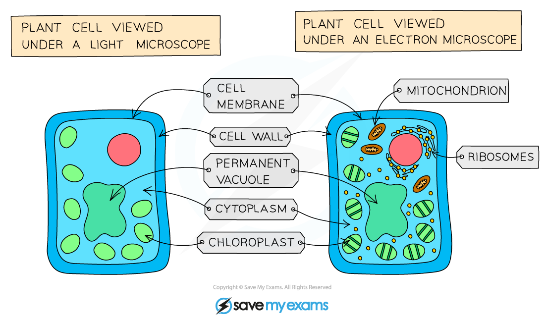 Structures in a plant cell visible under a light microscope & an electron microscope, IGCSE & GCSE Biology revision notes