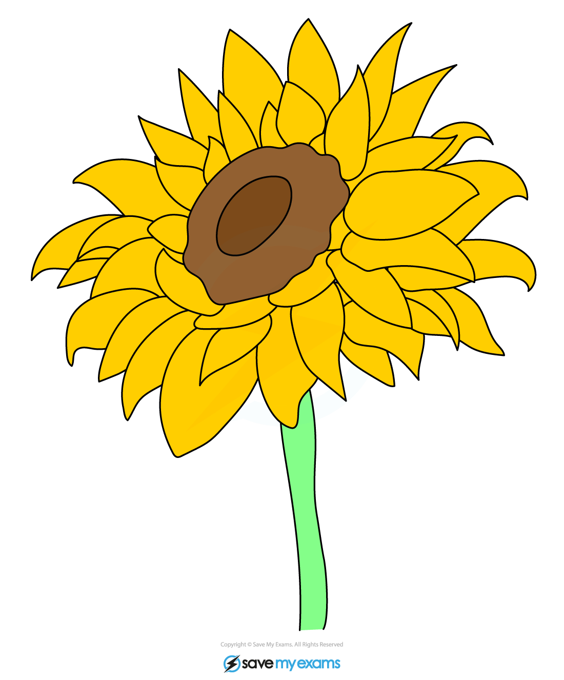 Sunflowers are dicotyledons