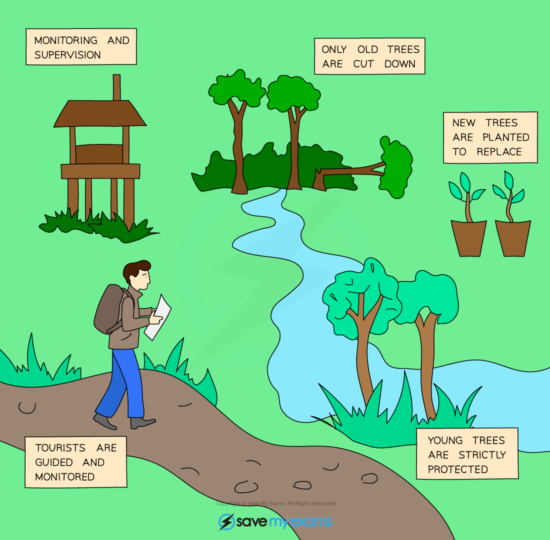 Sustainable-forestry