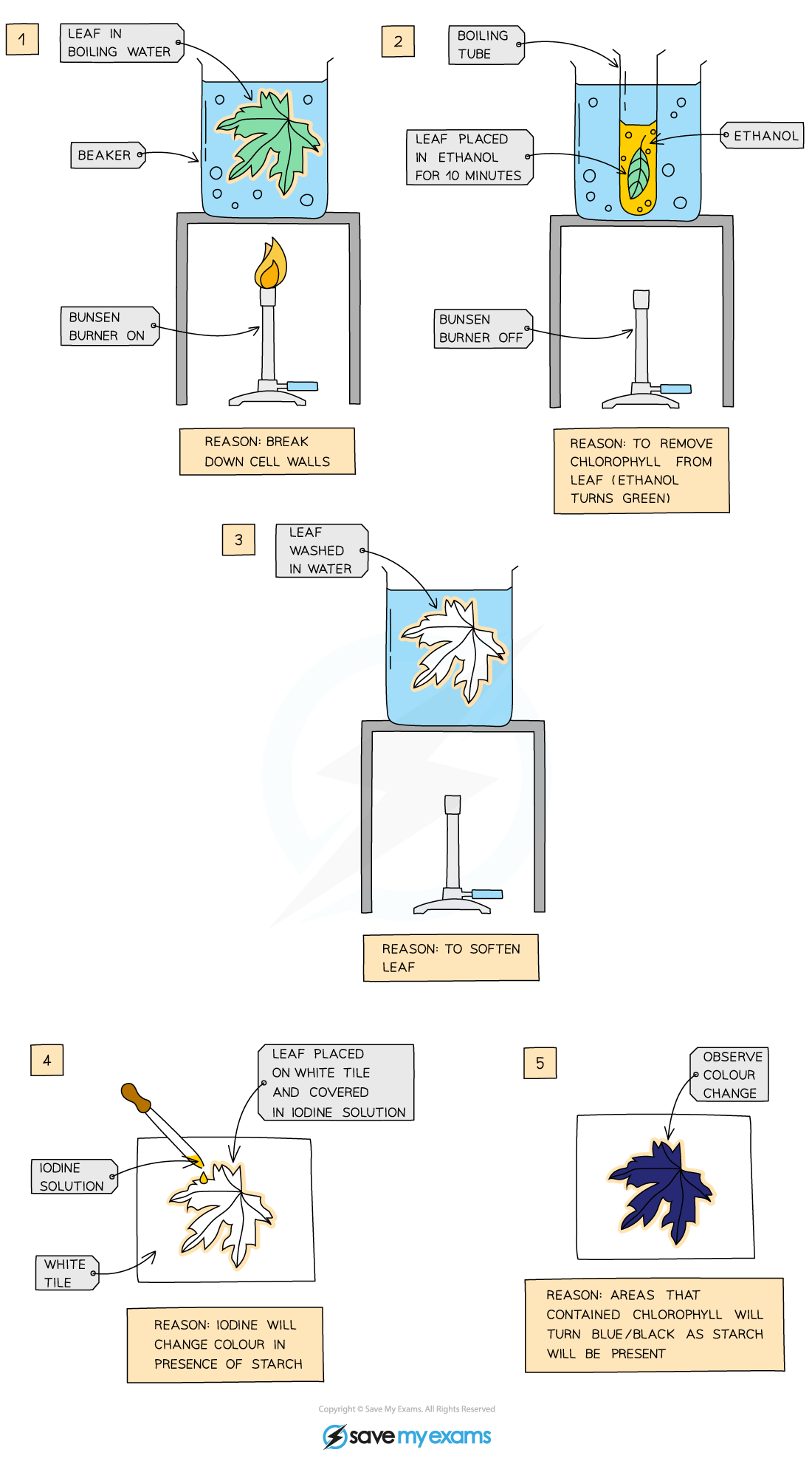 Testing a variegated leaf for starch procedure