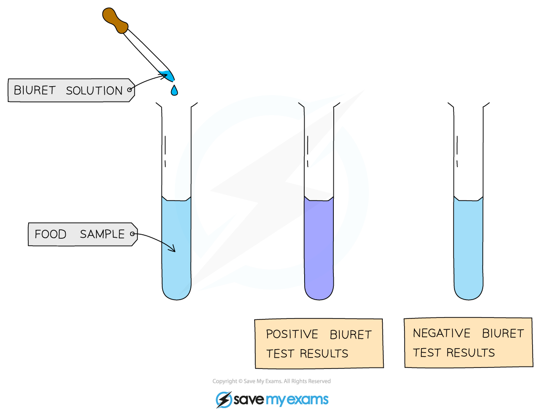 The Biuret test for protein