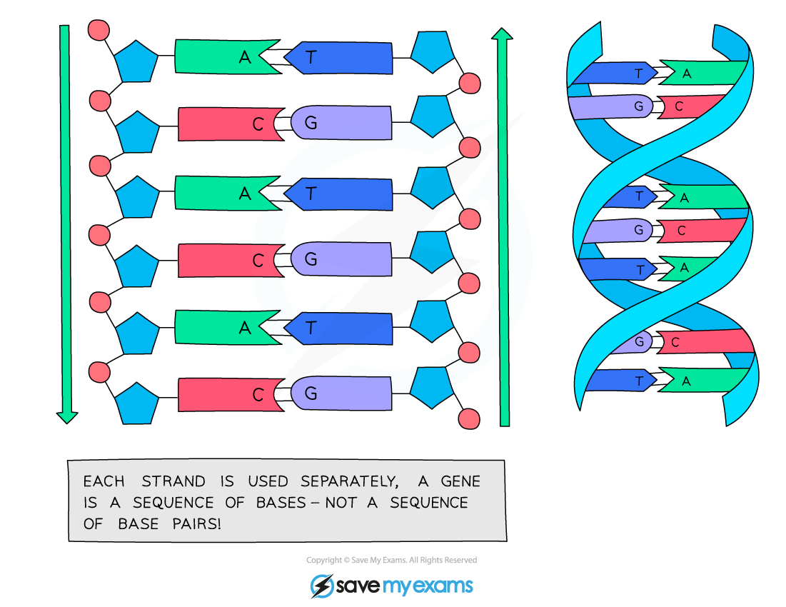 The DNA helix is made from two strands of DNA held together by hydrogen bonds