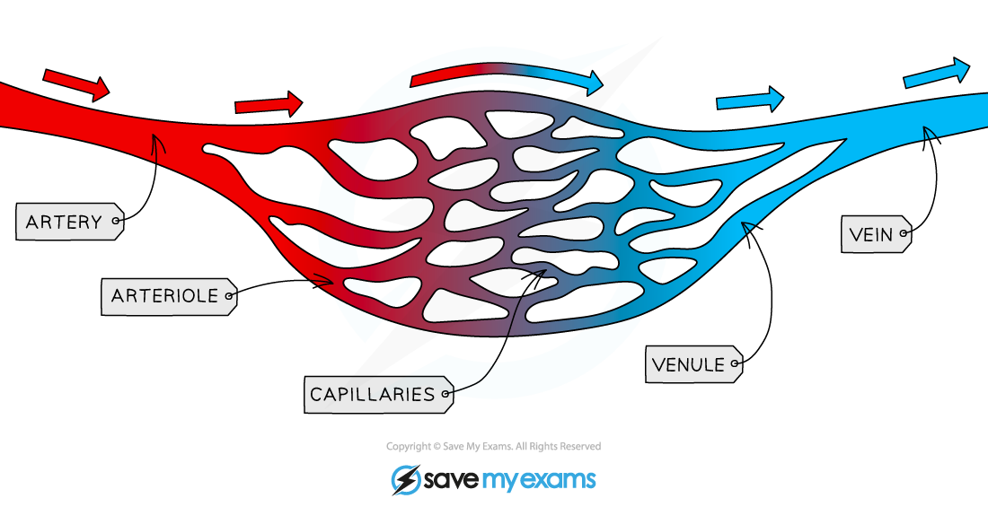 The blood vessel network