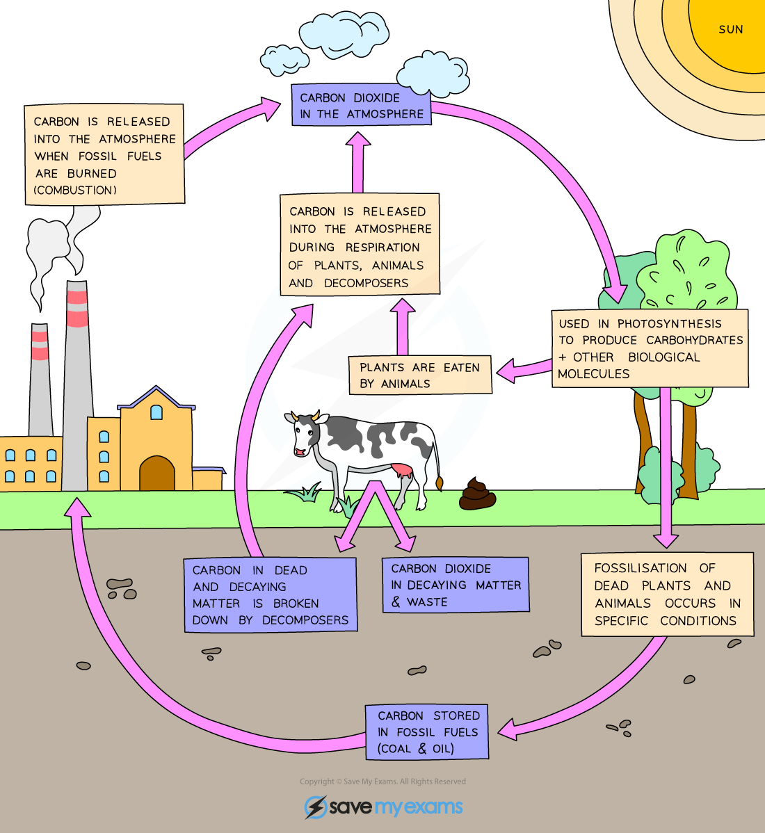 The carbon cycle