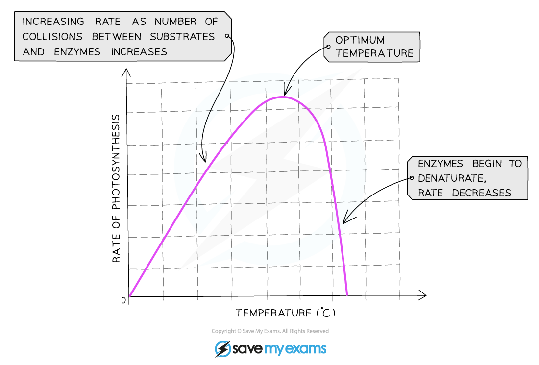 The effect of temperature on the rate of photosynthesis graph