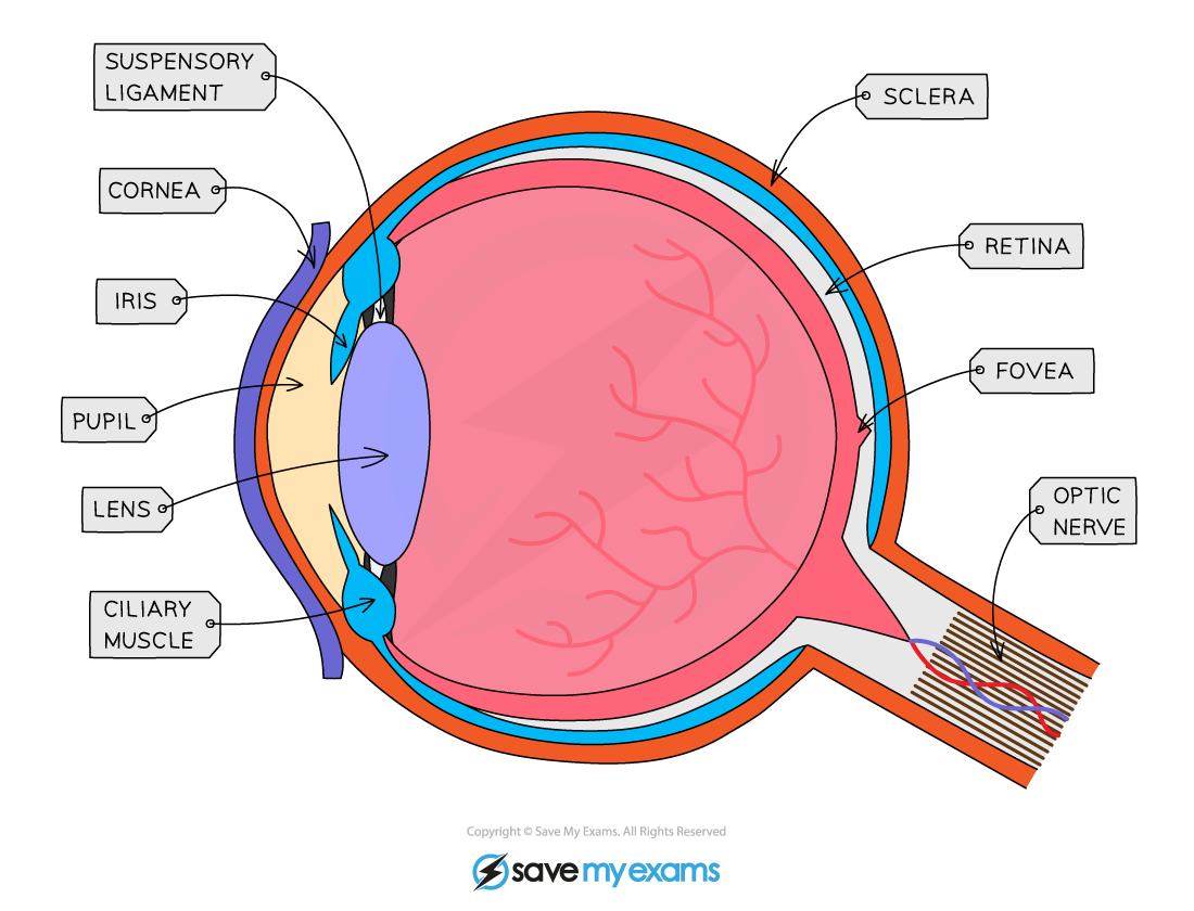 Eye structure