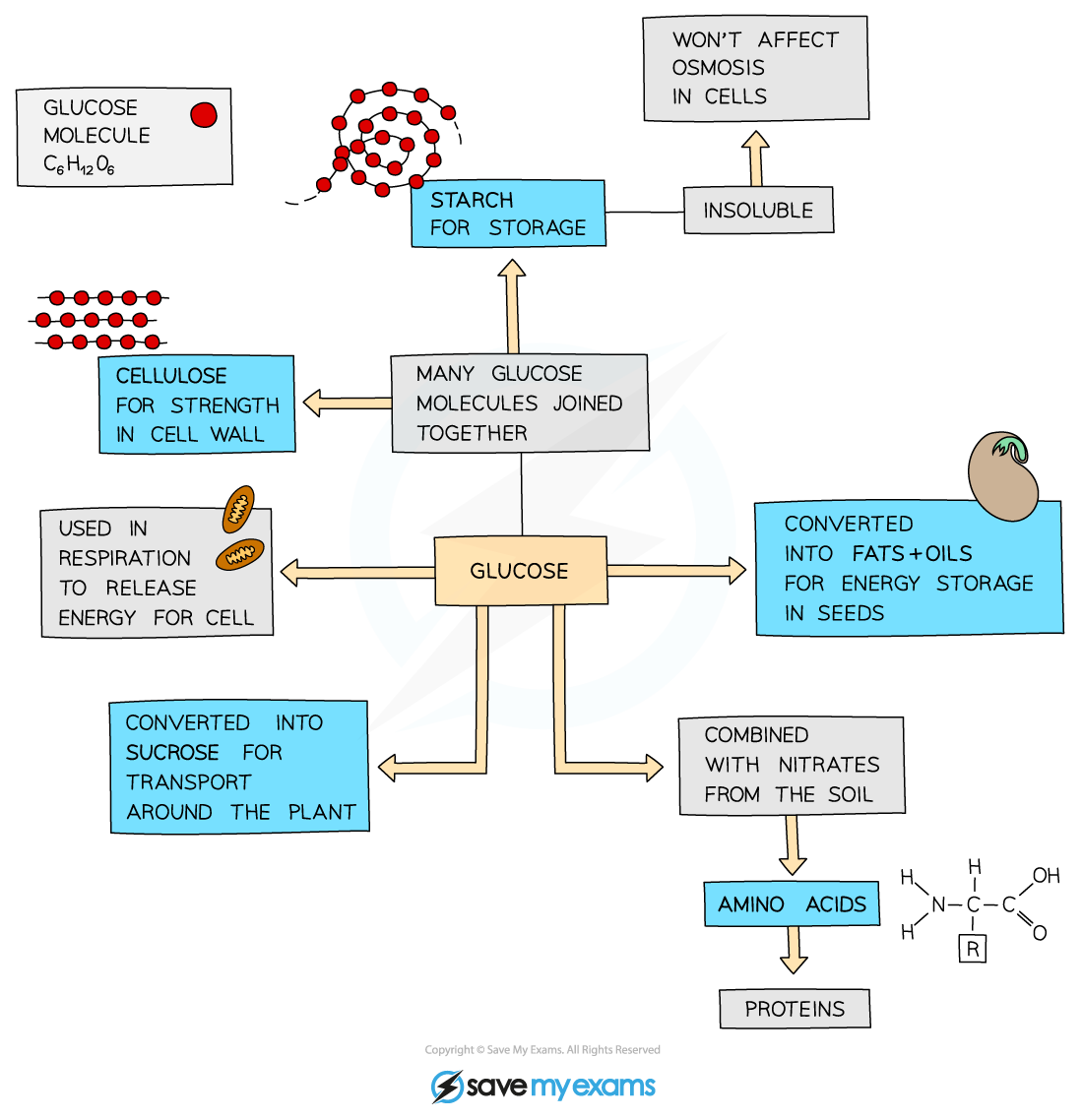 Glucose being used or converted into other molecules
