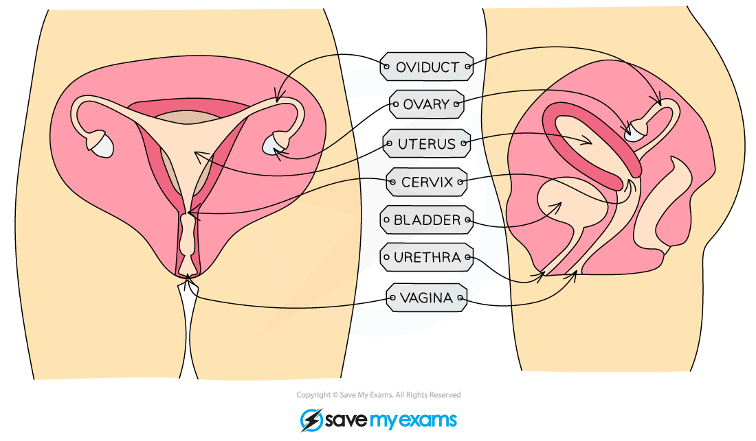 The female reproductive system