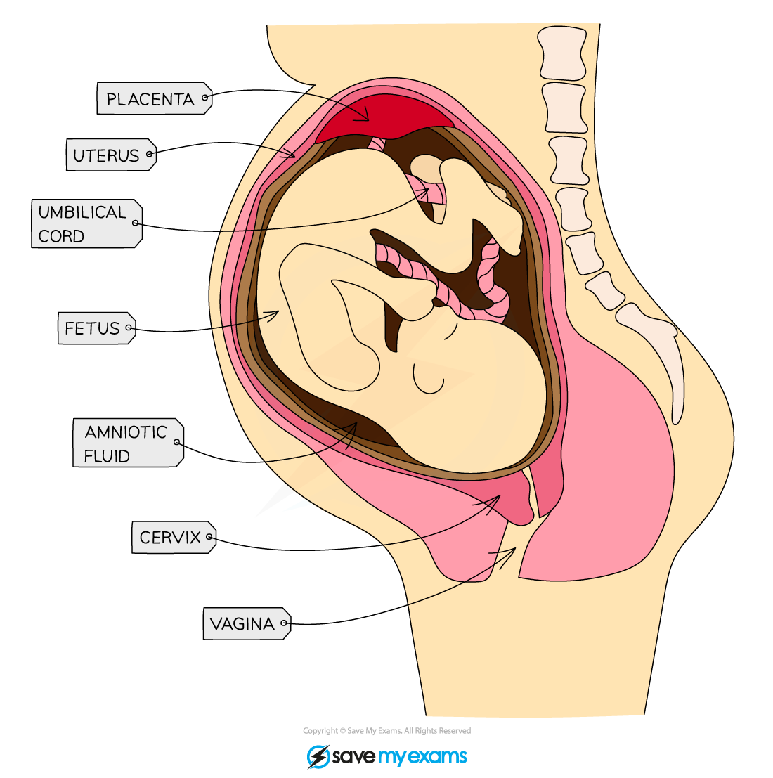 The fetus in the uterus