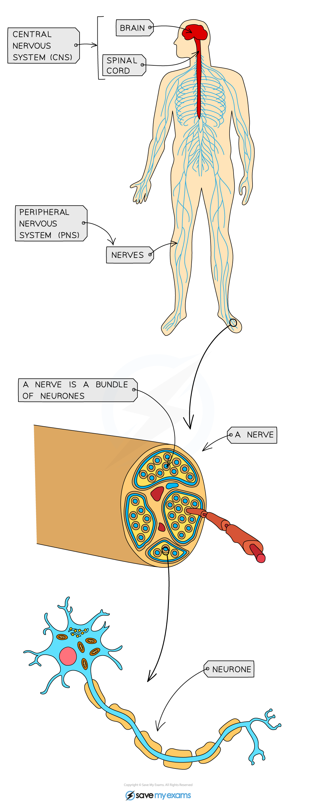 The human nervous system