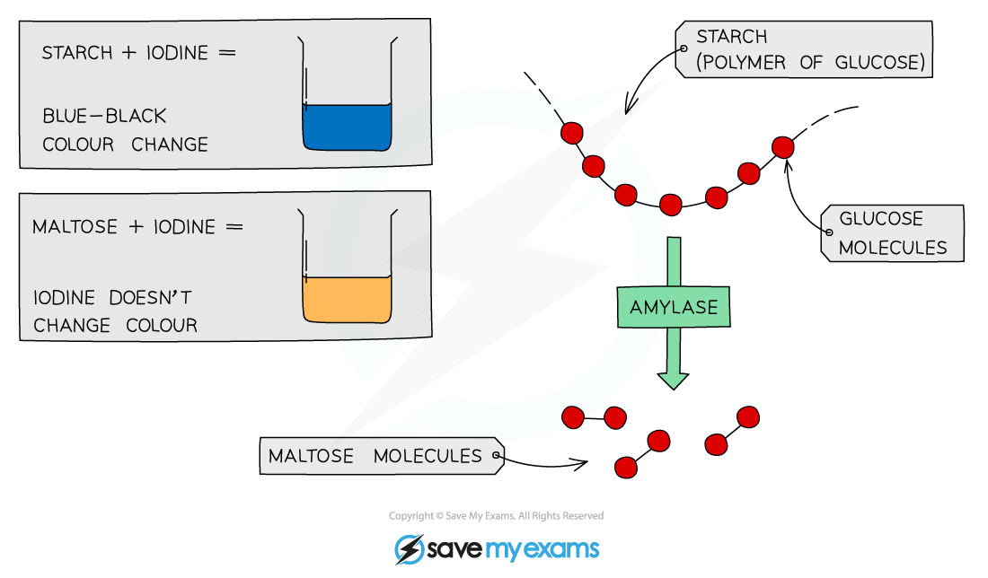 The iodine test for starch