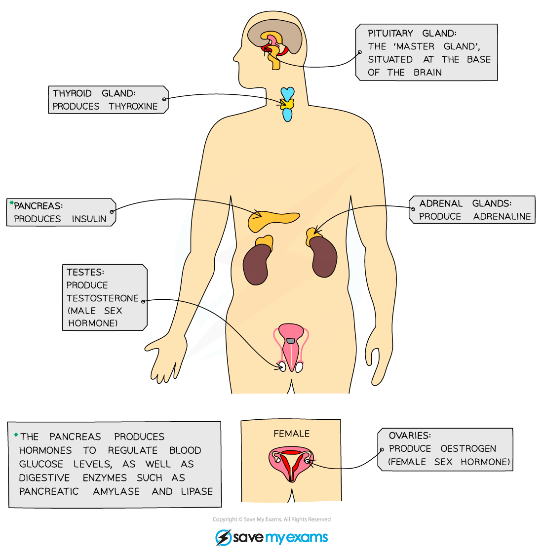 The major endocrine glands in the body