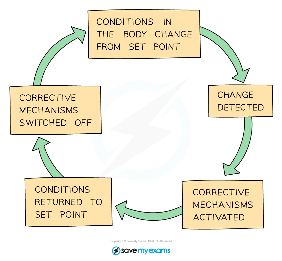 The negative feedback cycle, IGCSE & GCSE Biology revision notes