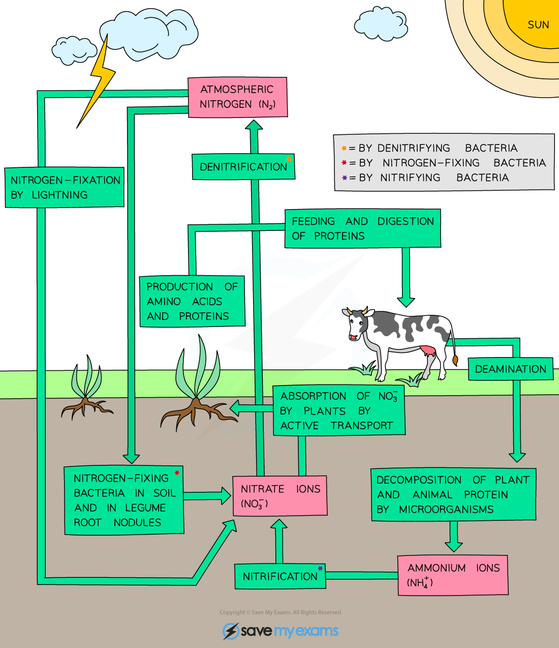 The nitrogen cycle