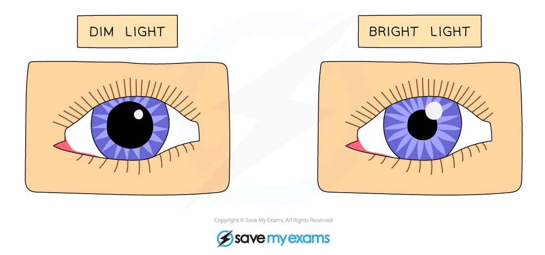 The pupil reflex in dim and bright light