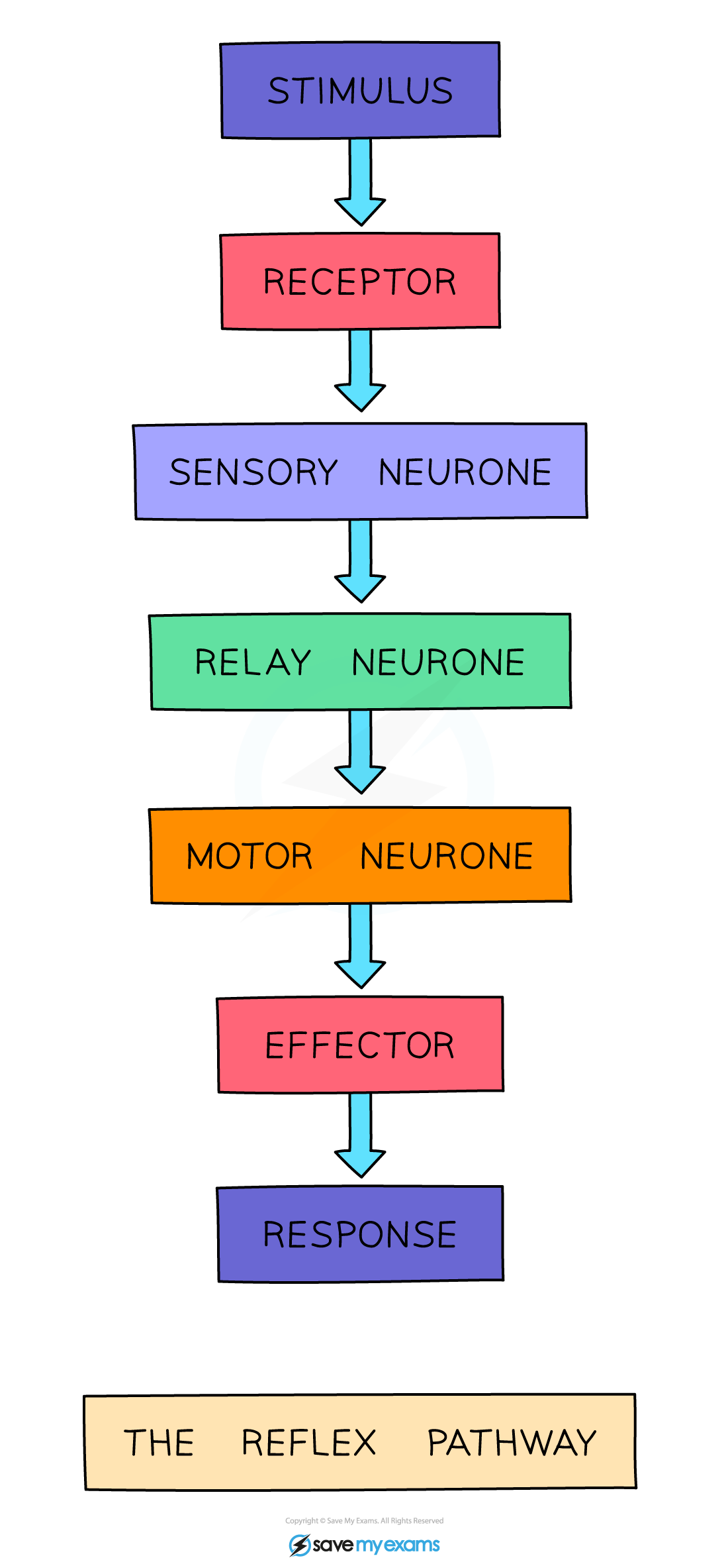 The reflex pathway