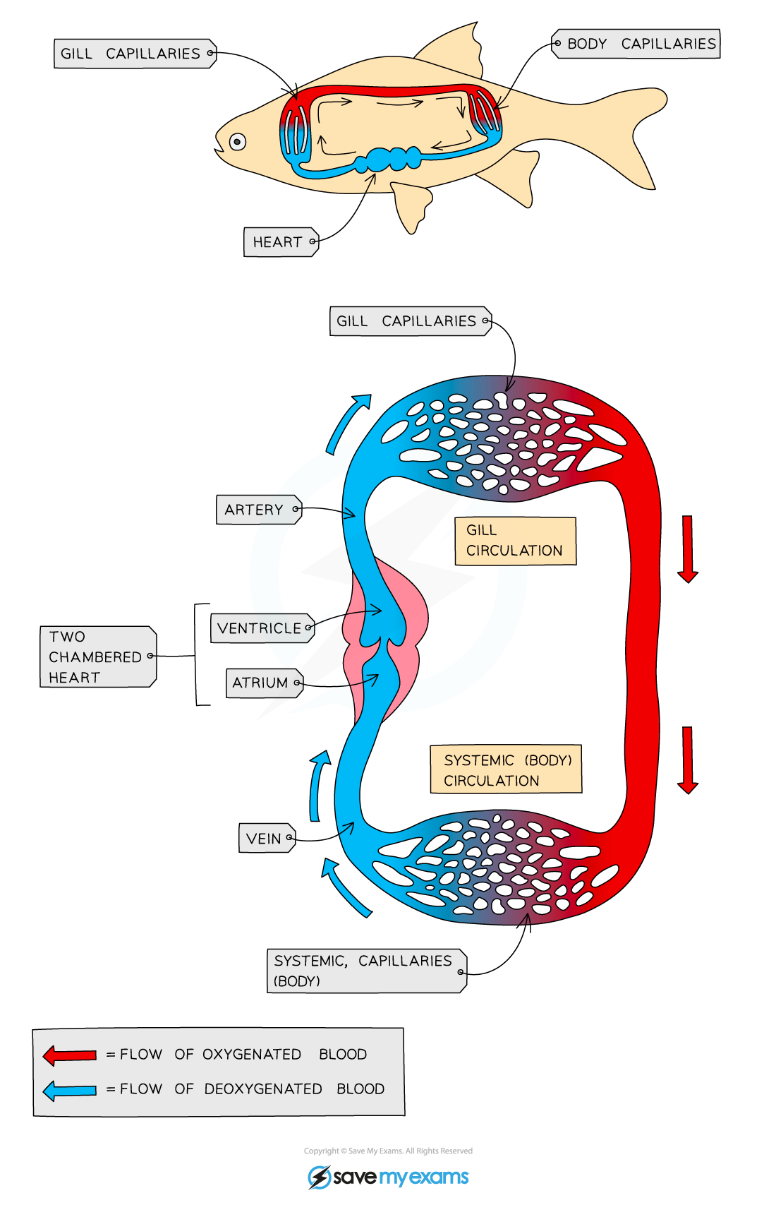 The single circulatory system in fish