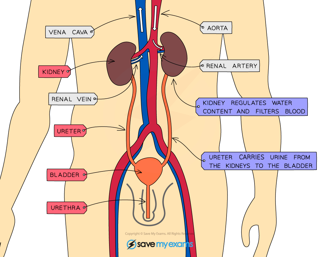 The urinary system in humans