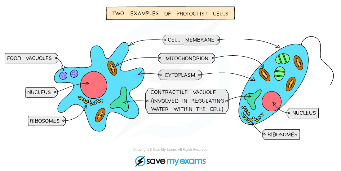 Two examples of protoctist cells
