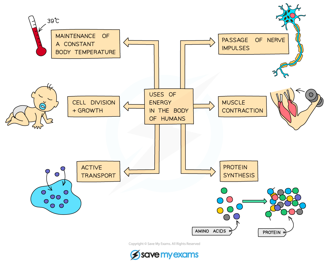 Uses of energy in the human body