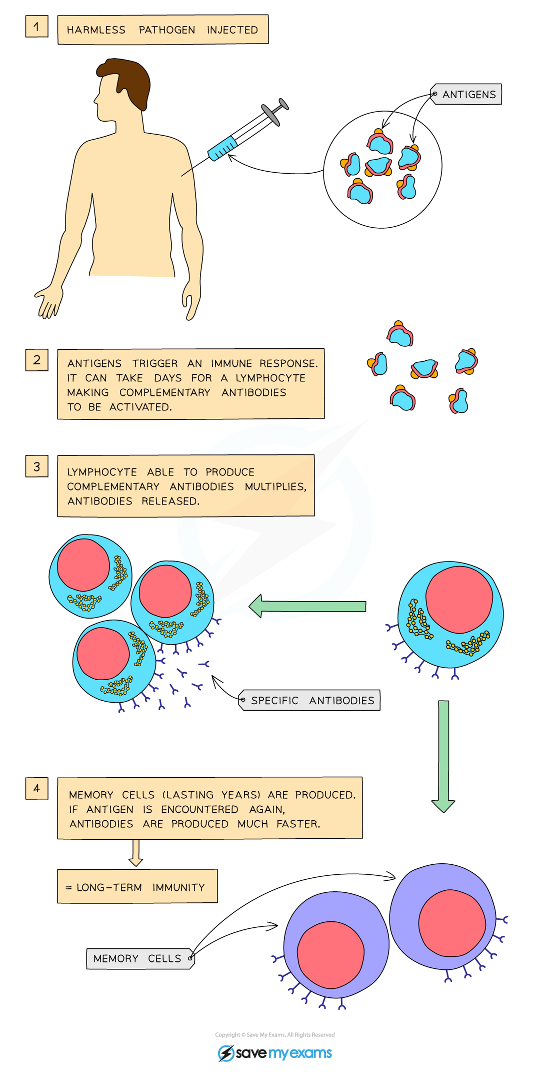 Vaccination, IGCSE & GCSE Biology revision notes