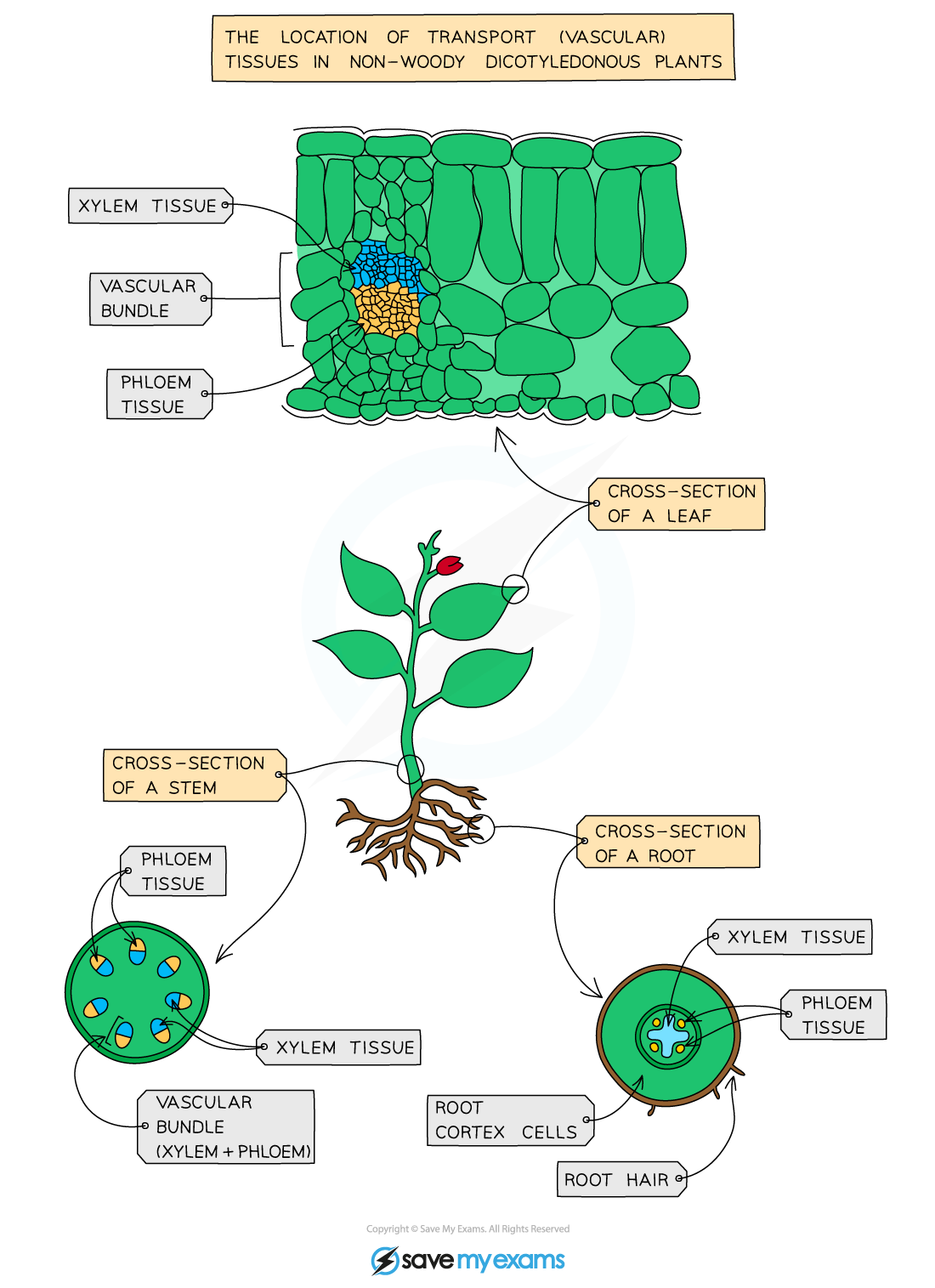Vascular tissue distribution in a dicotyledonous plant