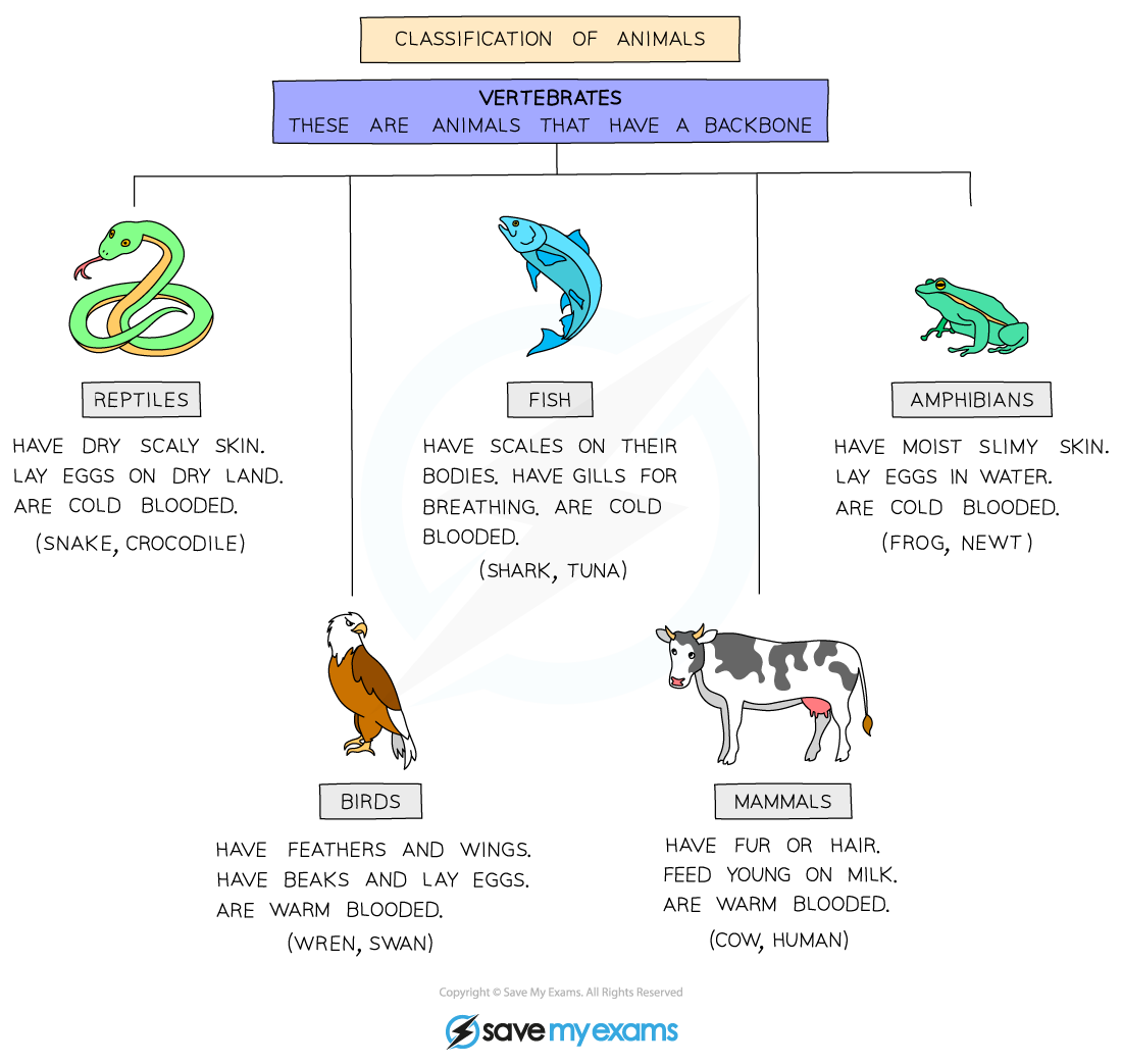 Vertebrate Classification
