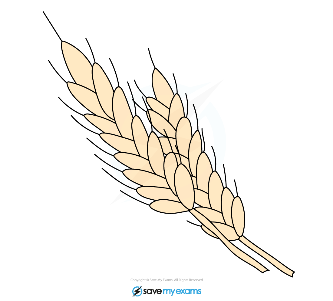 Wheat plants are monocotyledons