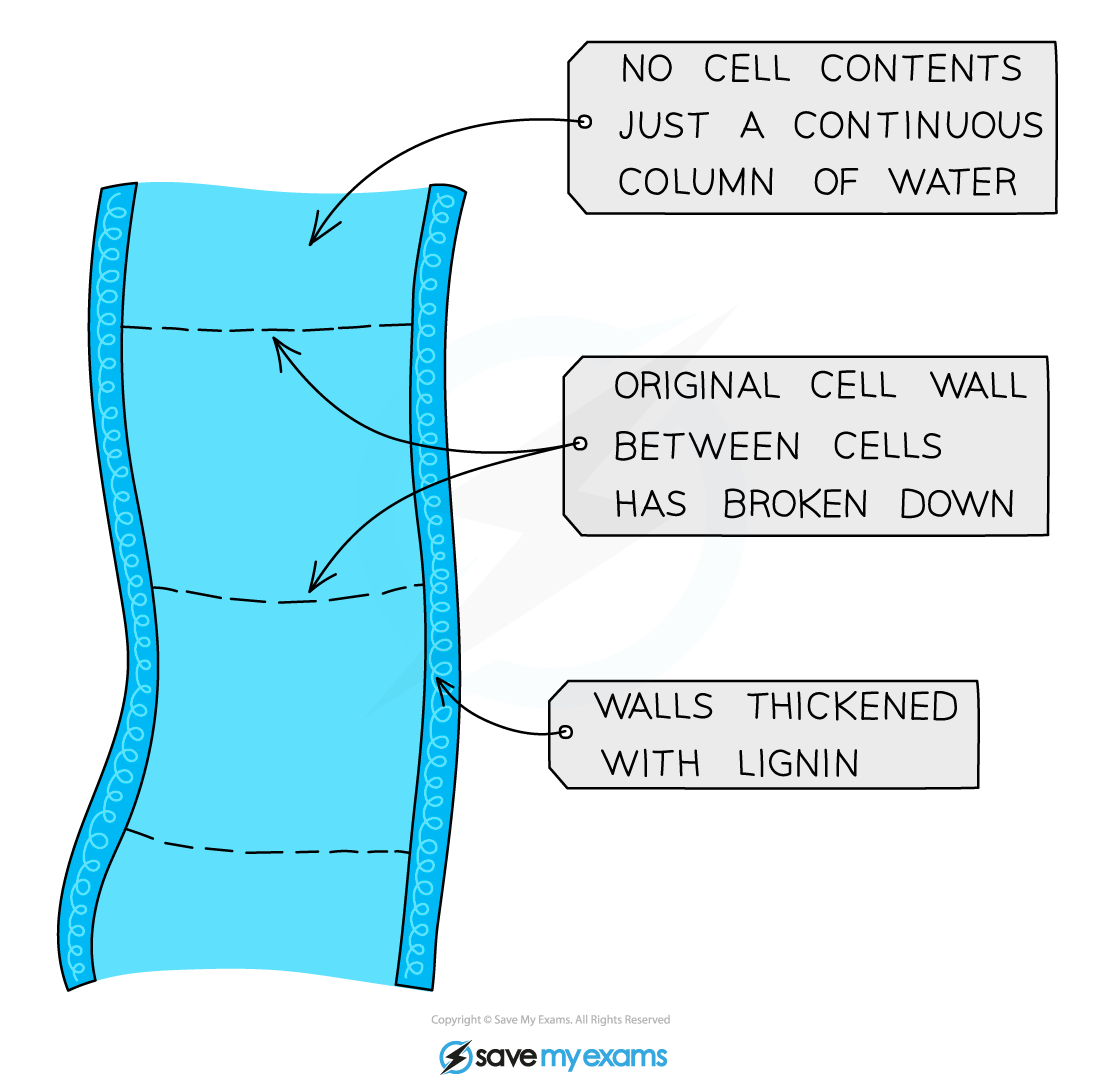 Xylem Structure