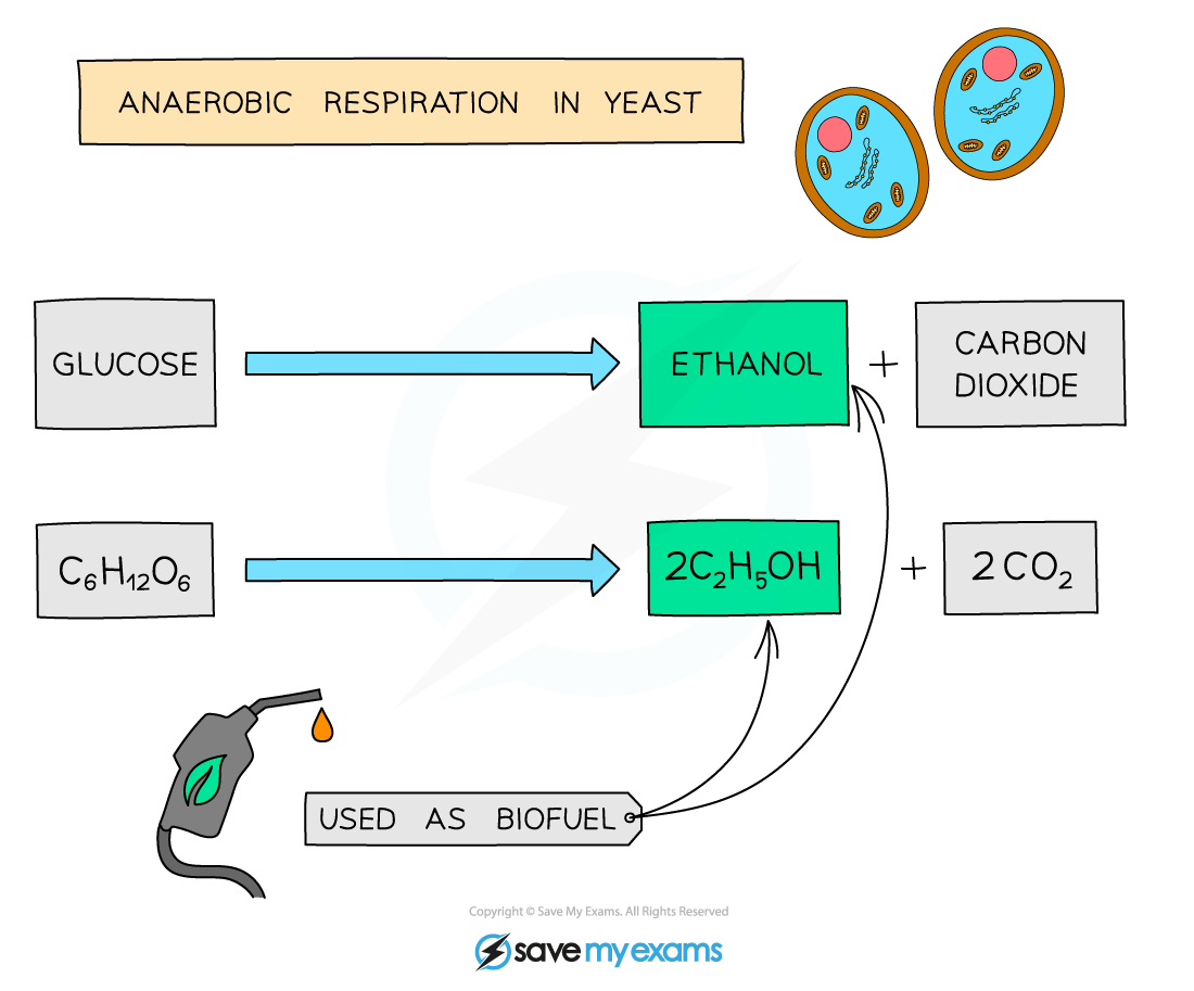 Yeast-biofuel, IGCSE & GCSE Biology revision notes