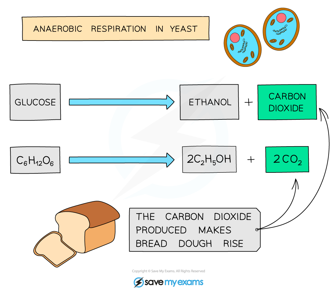 Yeast bread, IGCSE & GCSE Biology revision notes