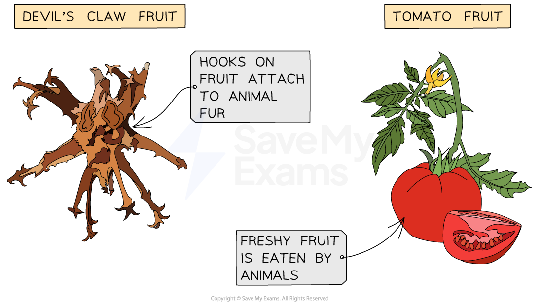 Adaptations for animal-dispersal