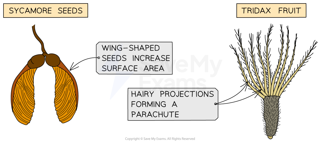 Adaptations for wind-dispersal