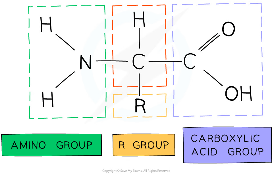 an amino acid's structure before deamination