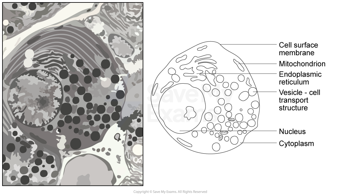animal cell as drawn