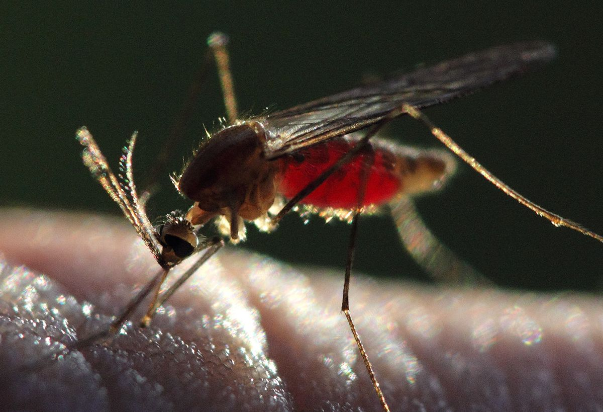anopheles mosquito biting human skin